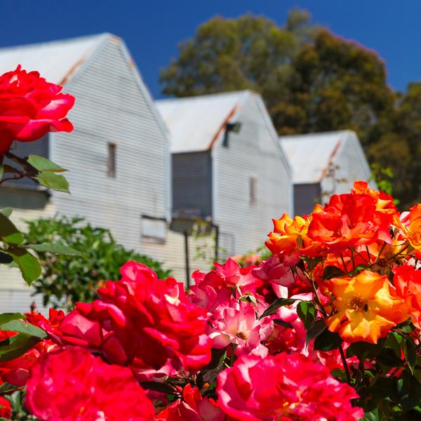 45-Minute Small Group Prosecco Tasting Experience at Pizzini Wines 2