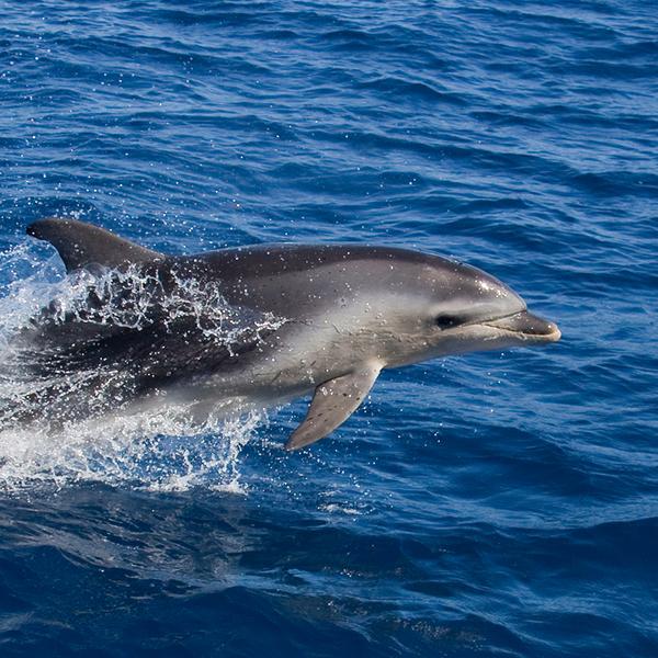 Tasmania: Half-Day Scenic Cruise from Coles Bay to Wineglass Bay with Lunch 5