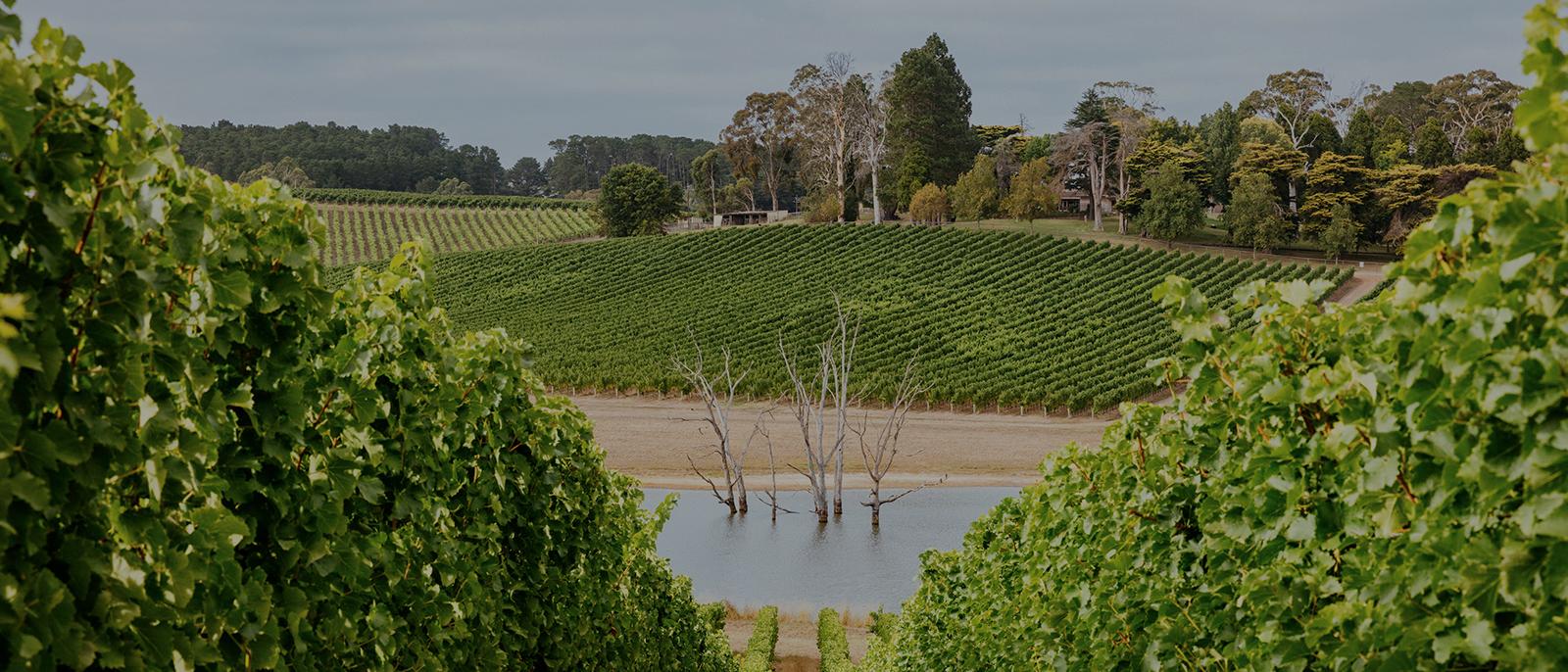 Luxury Escapes Guide to the Adelaide Hills