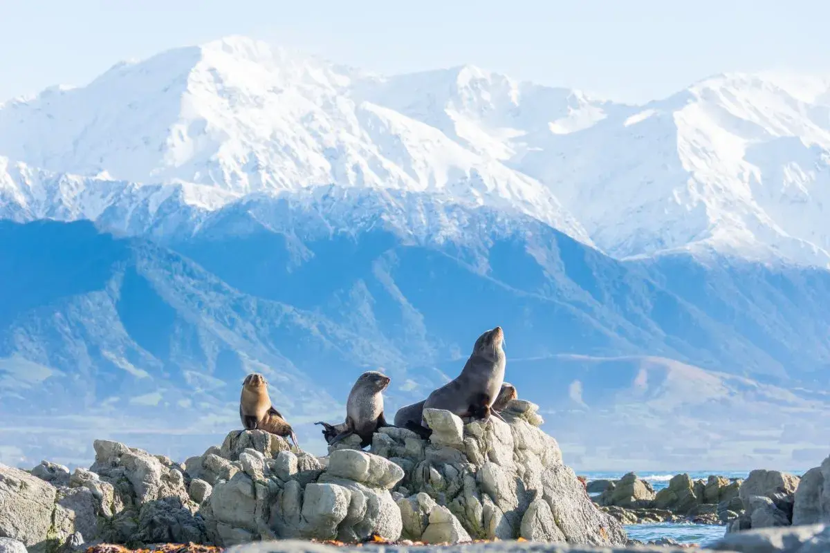 Wow-Worthy Wonders on New Zealand’s South Island
