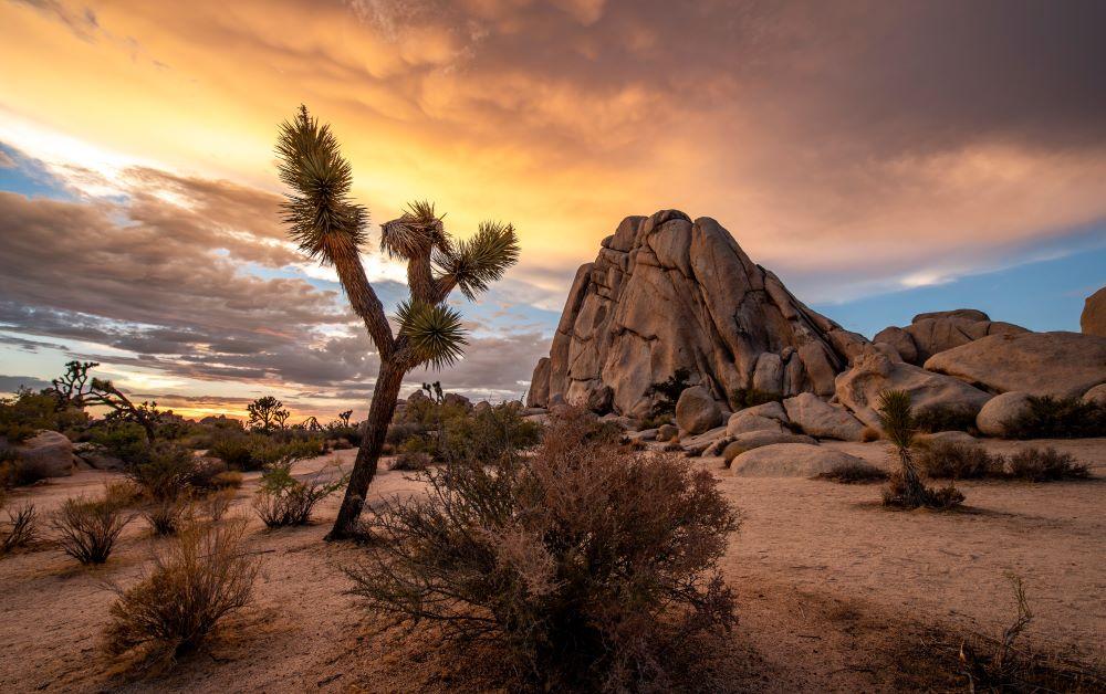 Louis Vuitton - Shot in the spectacular Californian desert