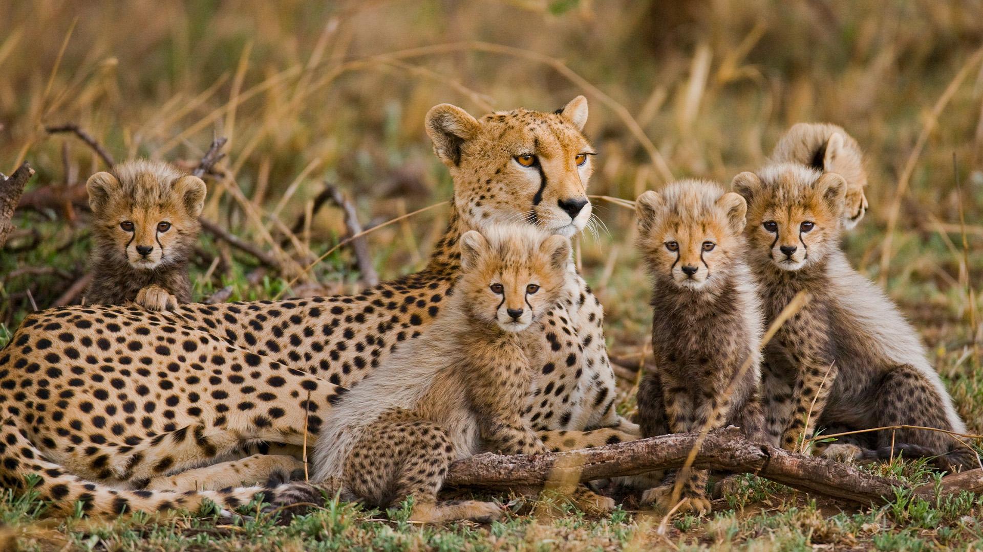 Cheetas, Serengeti National Park