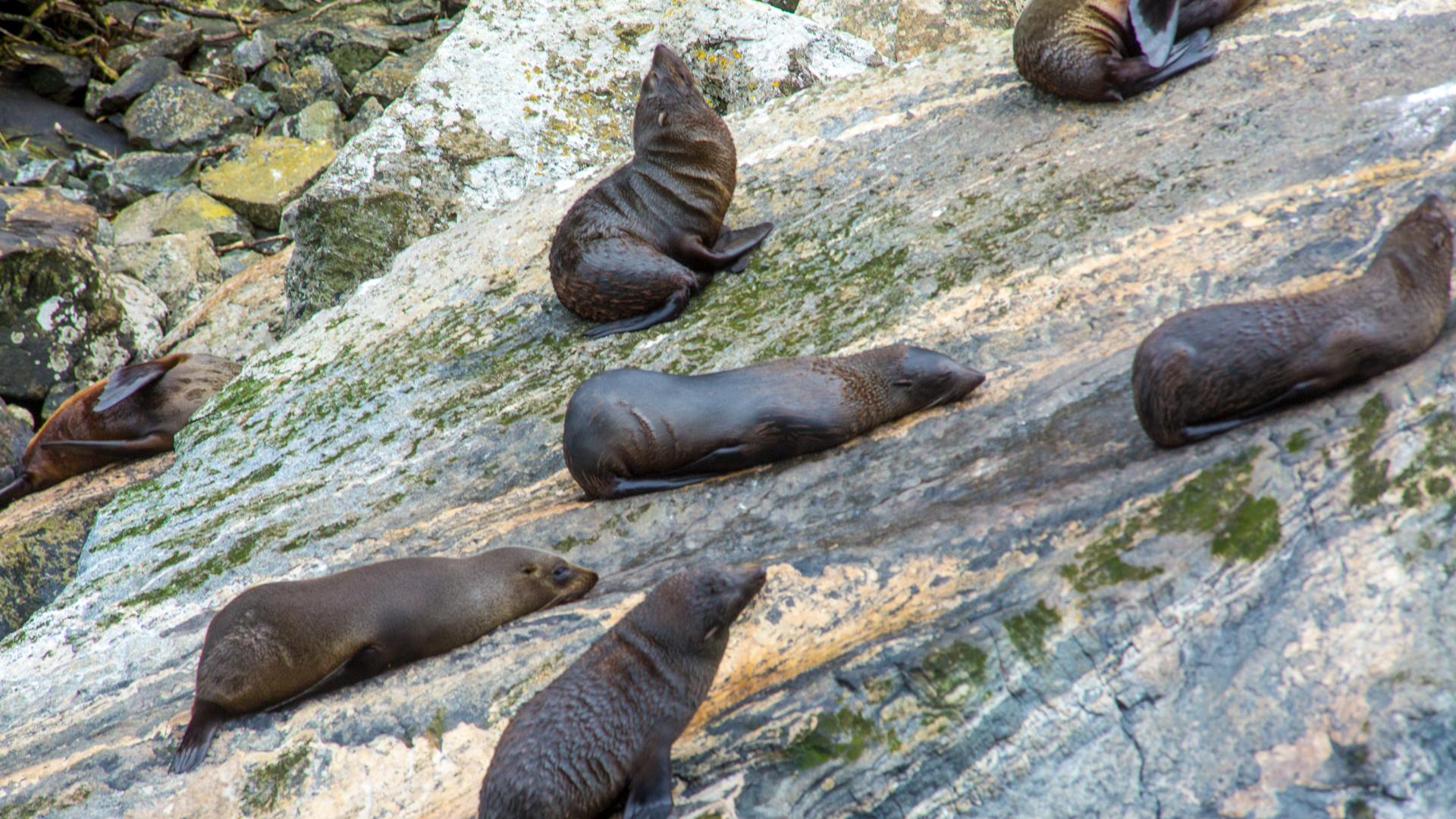 Fur Seals