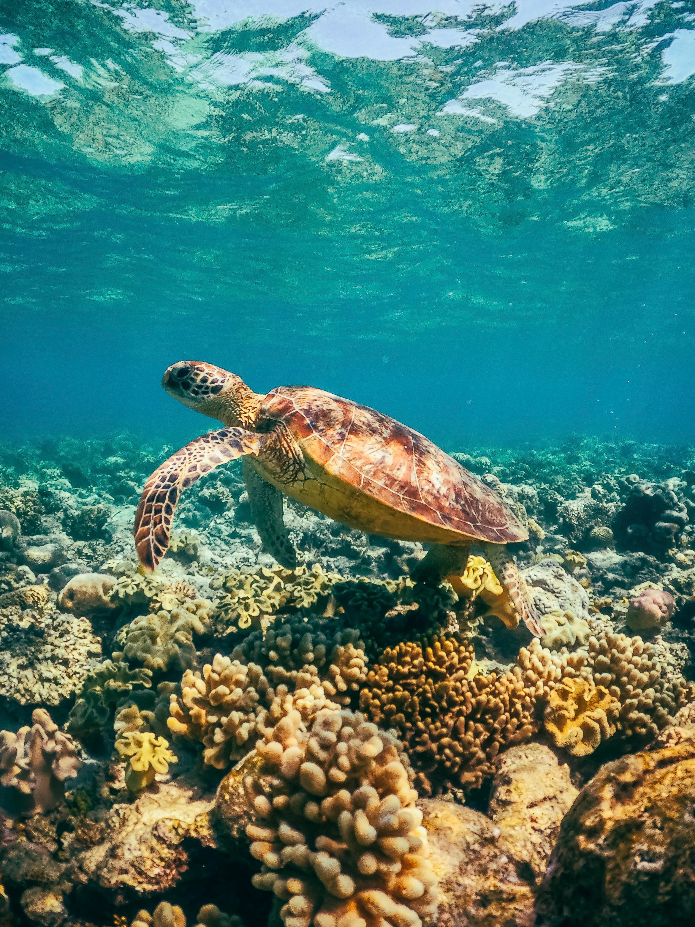 Luxury Escapes Guide To Port Douglas Luxury Escapes AU