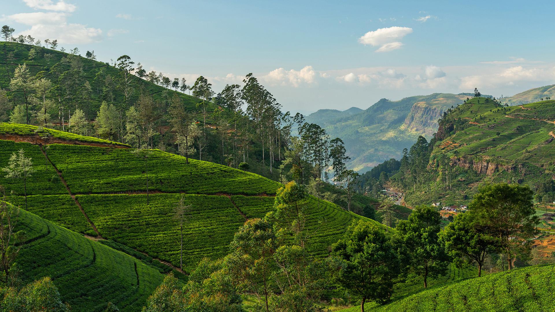 Tea plantations, Nuwara Eliya 