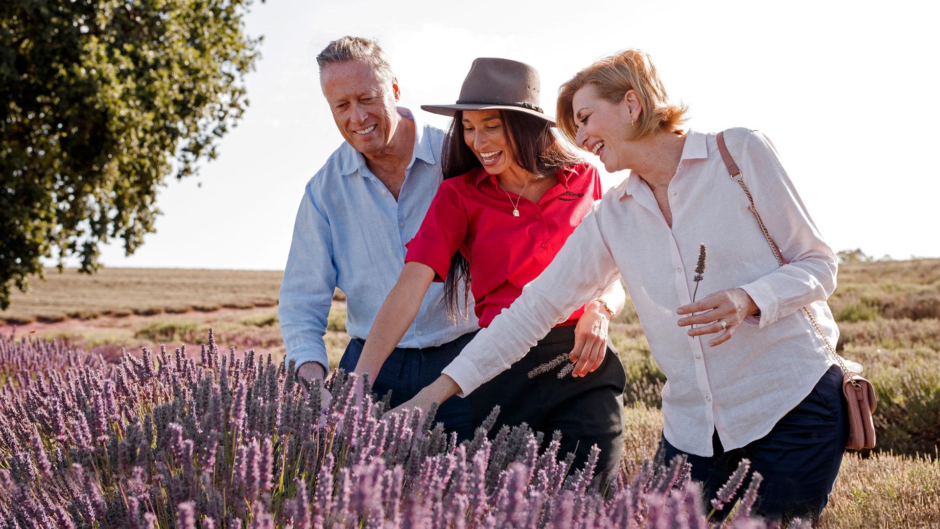 Lavender Farm