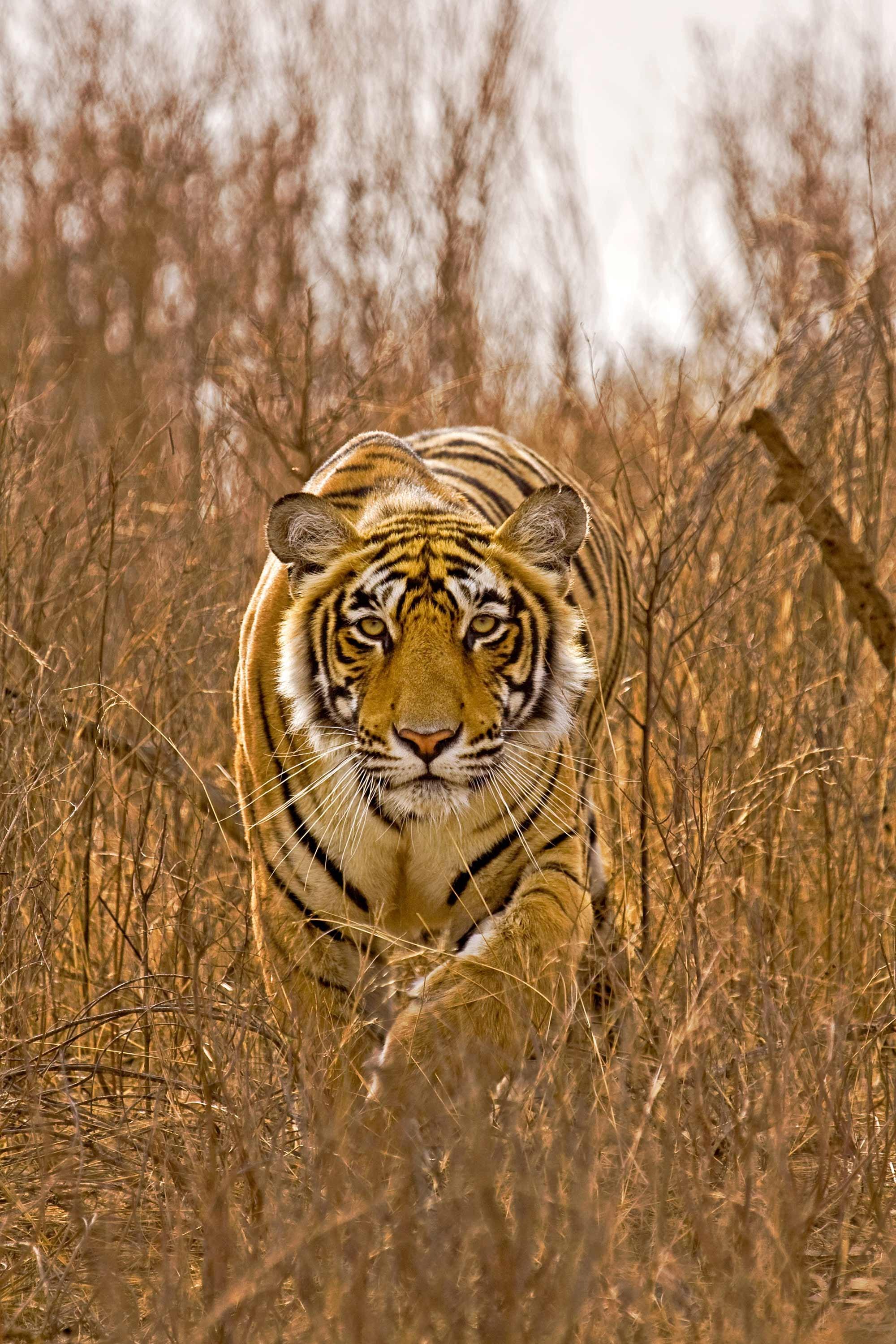 Golden Triangle and the Tigers of Ranthambore Guided Tour