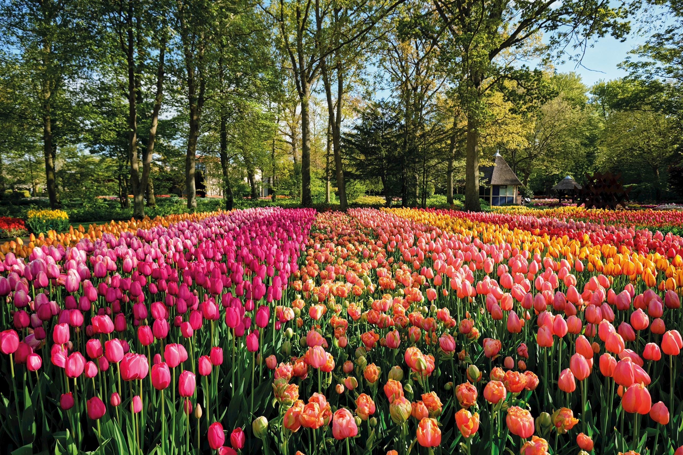 Chelsea Flower Show and Springtime Alps Guided Tour