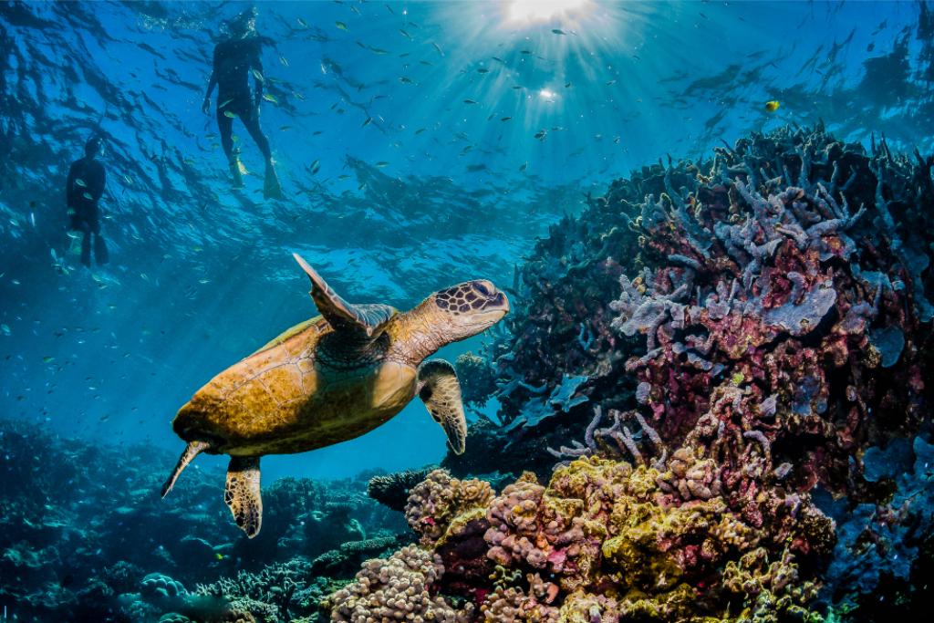 Six Reasons to Visit the Great Barrier Reef this Summer