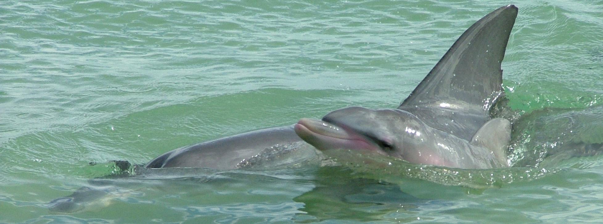 Dolphin Watching at Monkey Mia Dolphins Resort
