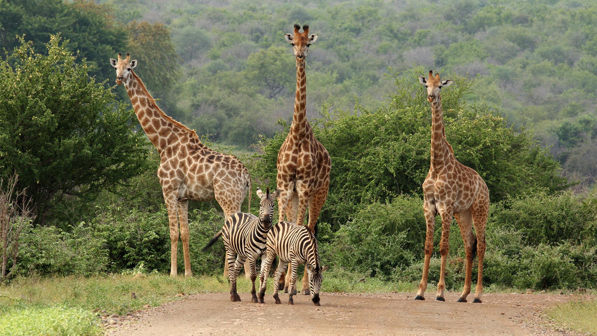 Chobe National Park & Kruger National Park, Botswana