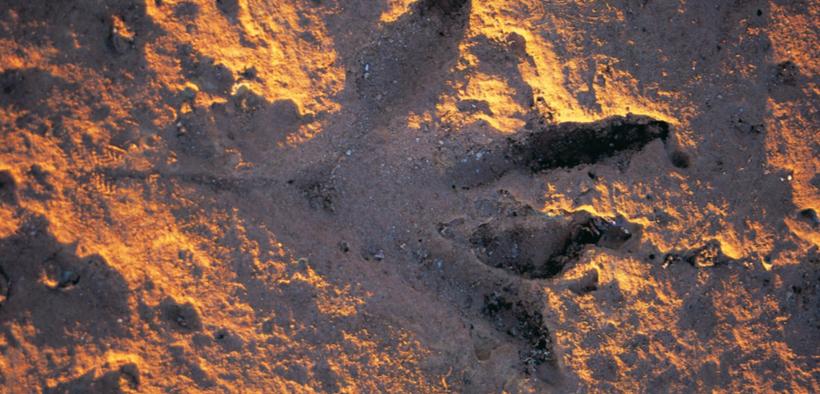 Dinosaur footprint at Gantheaume Point