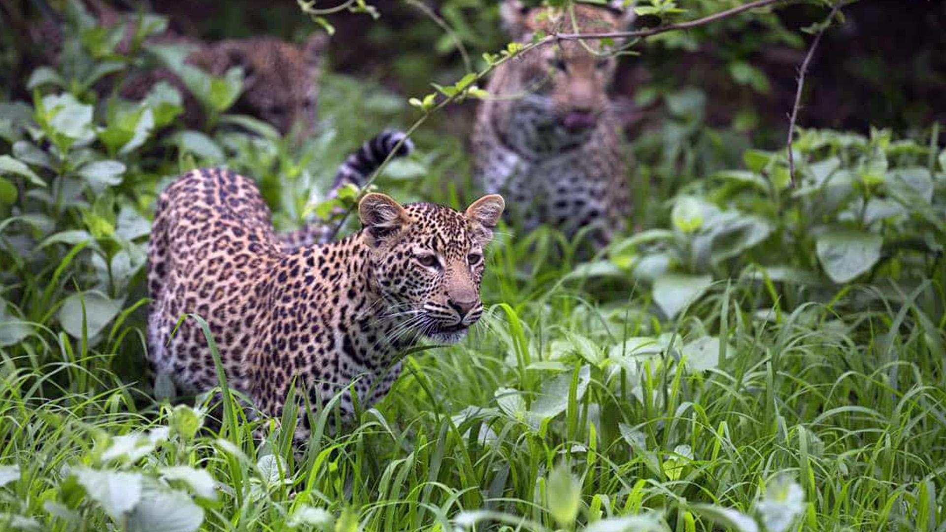 Leopard family, Zambezi National Park