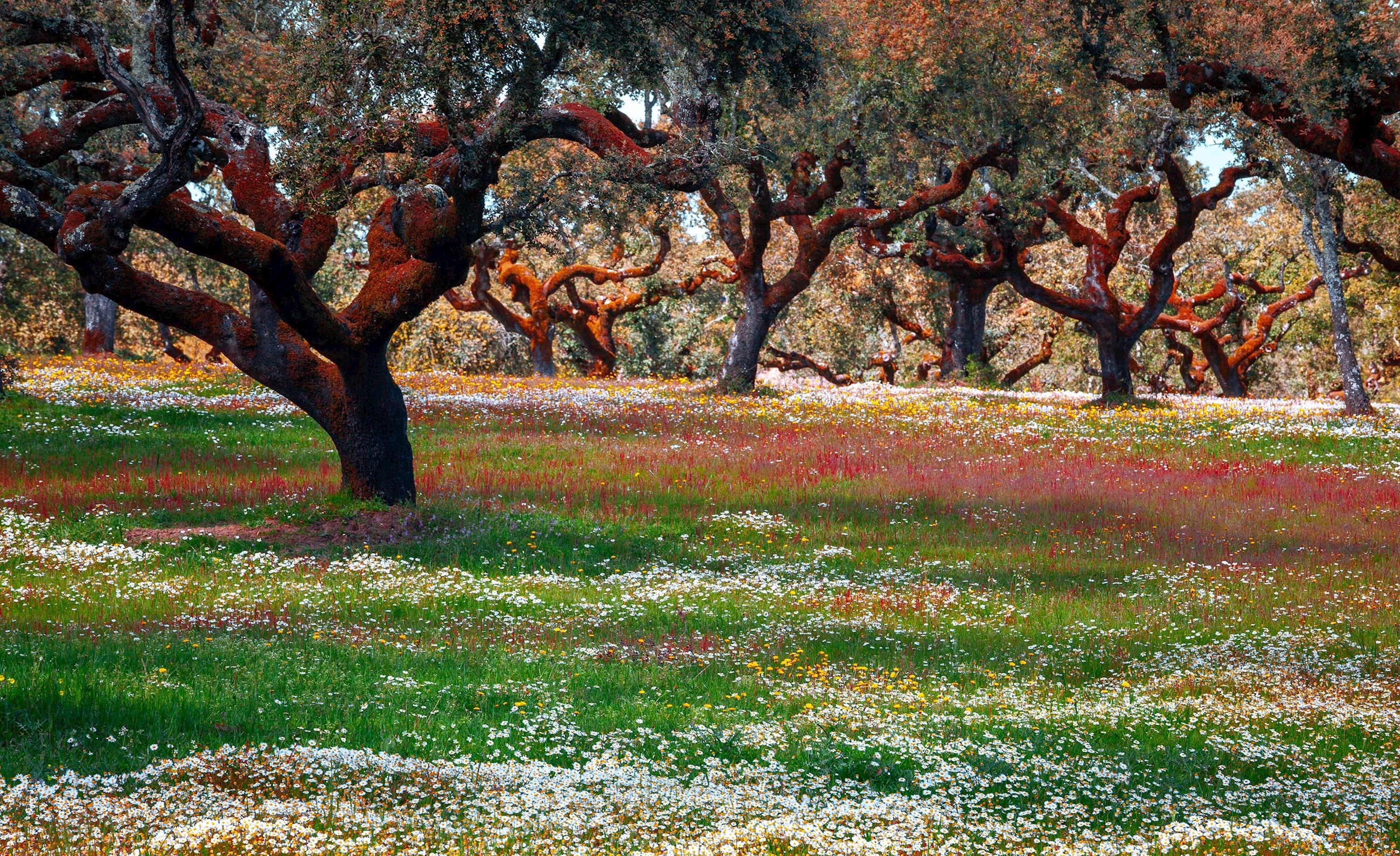 Meadow of Cork Trees, Alentejo, Portugal