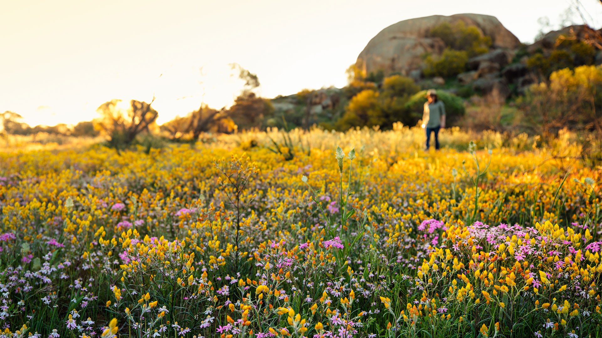 Wildflowers