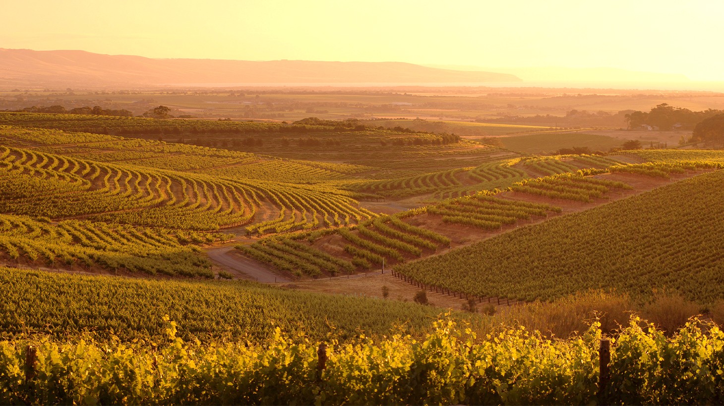 wine tours adelaide half day