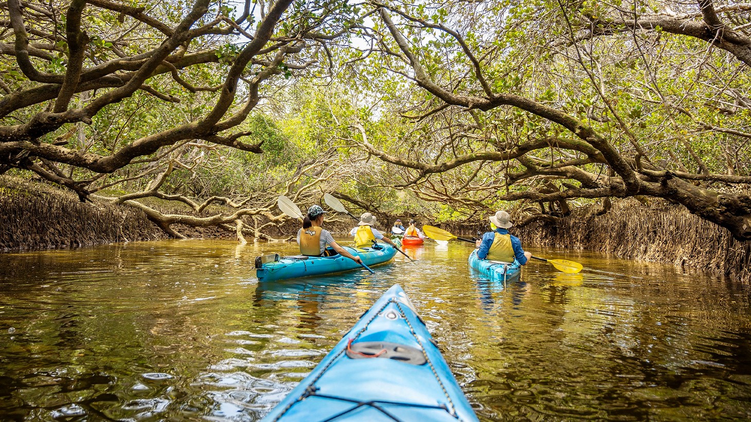 Adelaide 90Minute Guided Dolphin Sanctuary & Mangroves Kayaking Tour