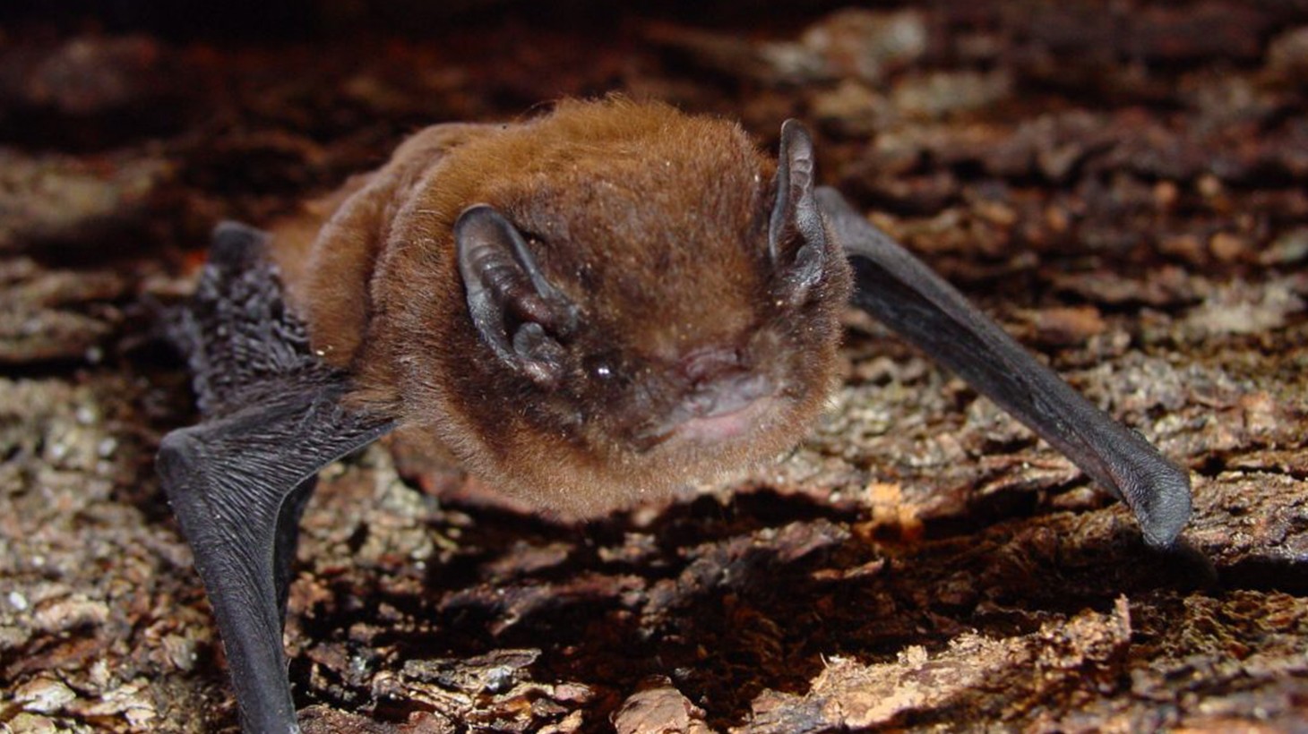 Bat Walk