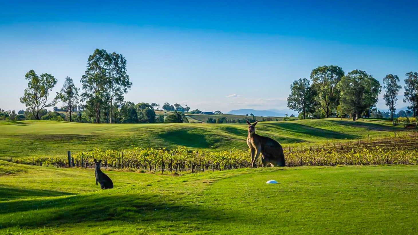 Hunter Valley: Play 18 Holes of Golf at Award-Winning Cypress Lakes ...
