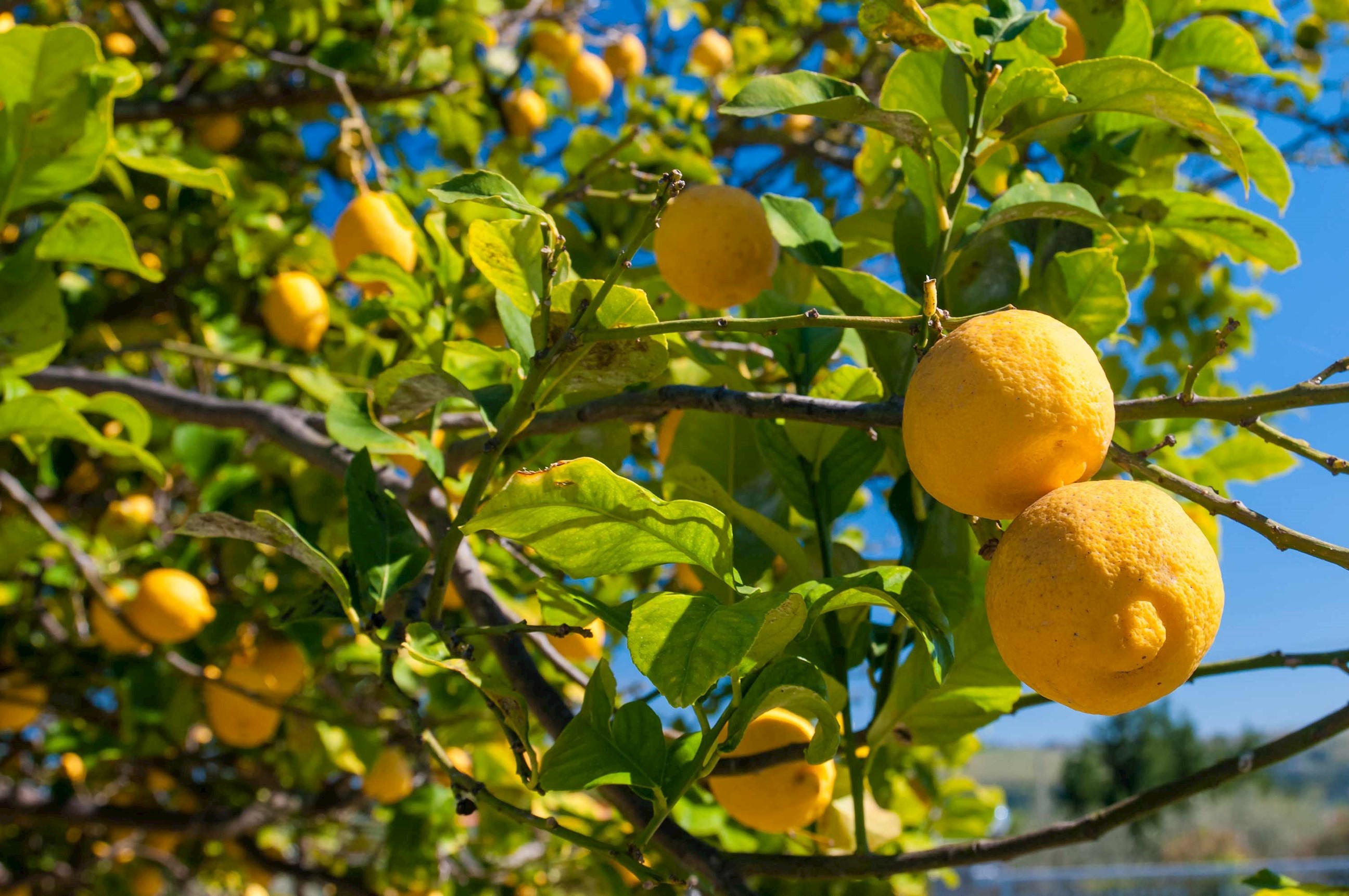 Colours of Sicily Guided Tour