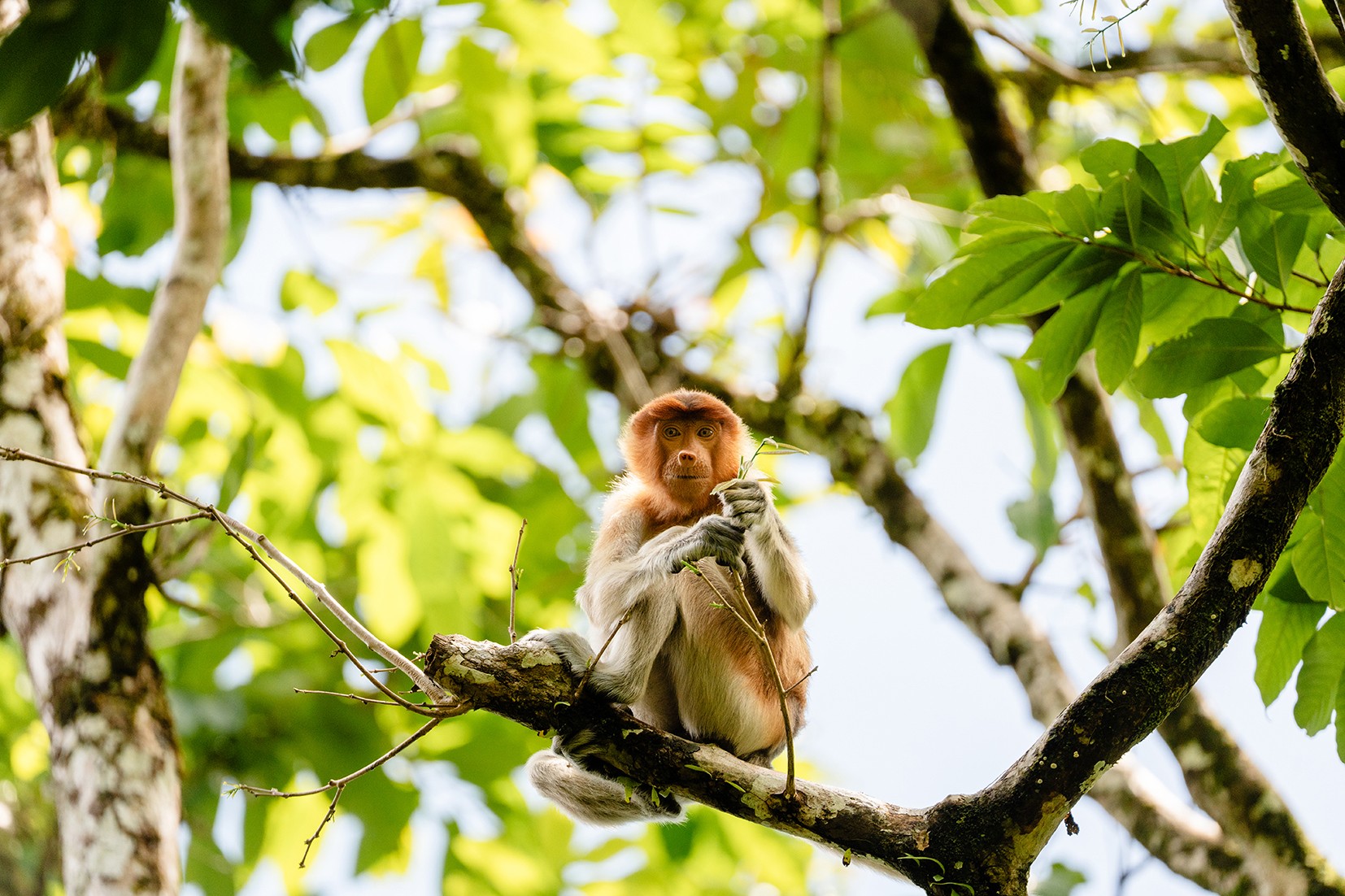 A Proboscis monkey in a tree in Borneo, Indonesia