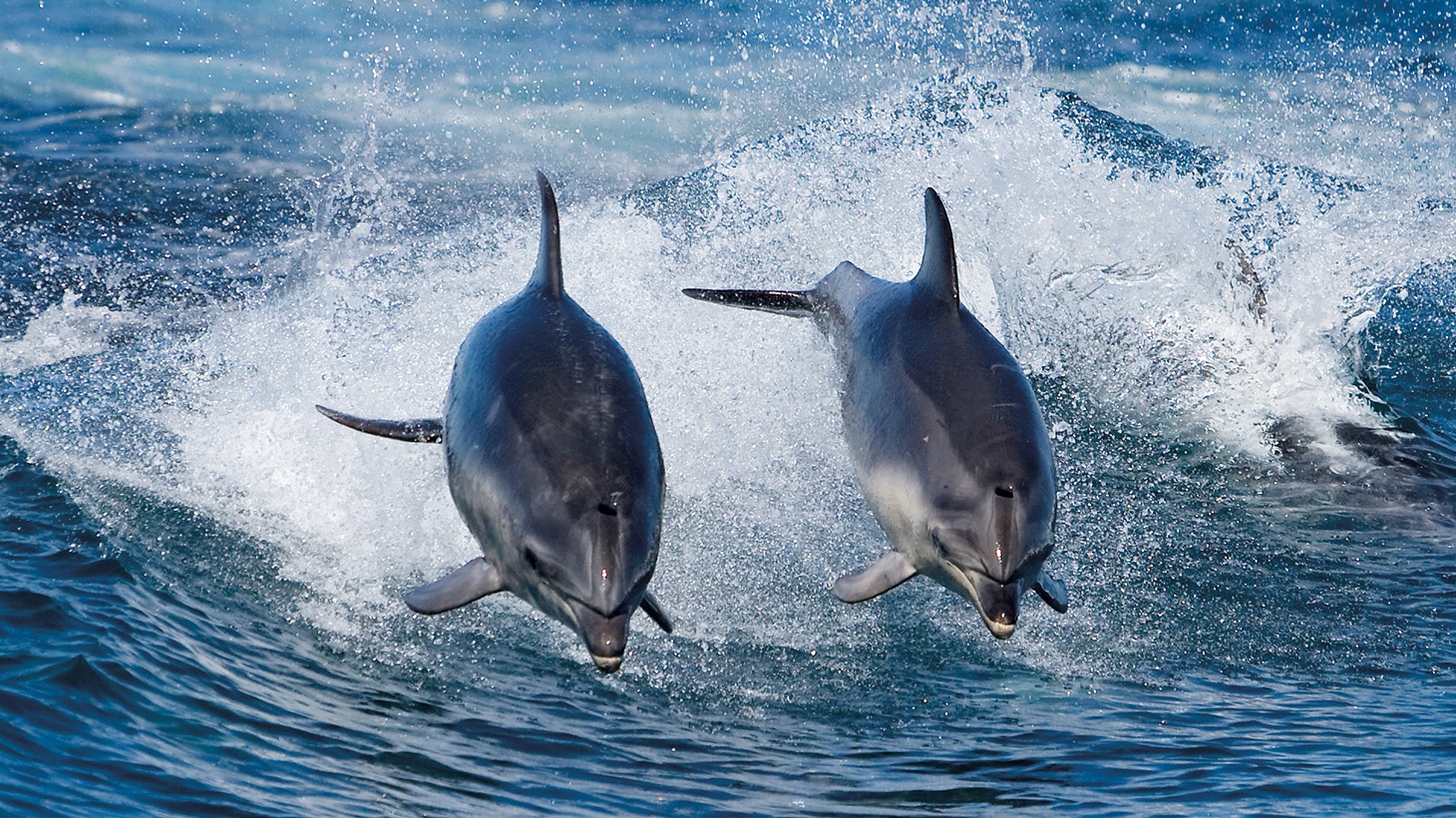 Hobart: Full-Day Bruny Island Tour With Wilderness Cruise, Morning Tea ...