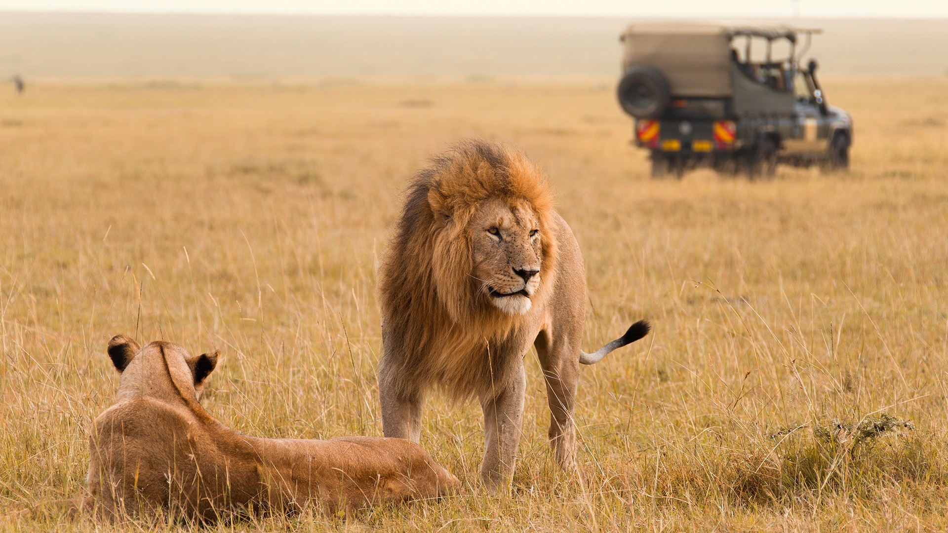 Lions, Maasai Mara