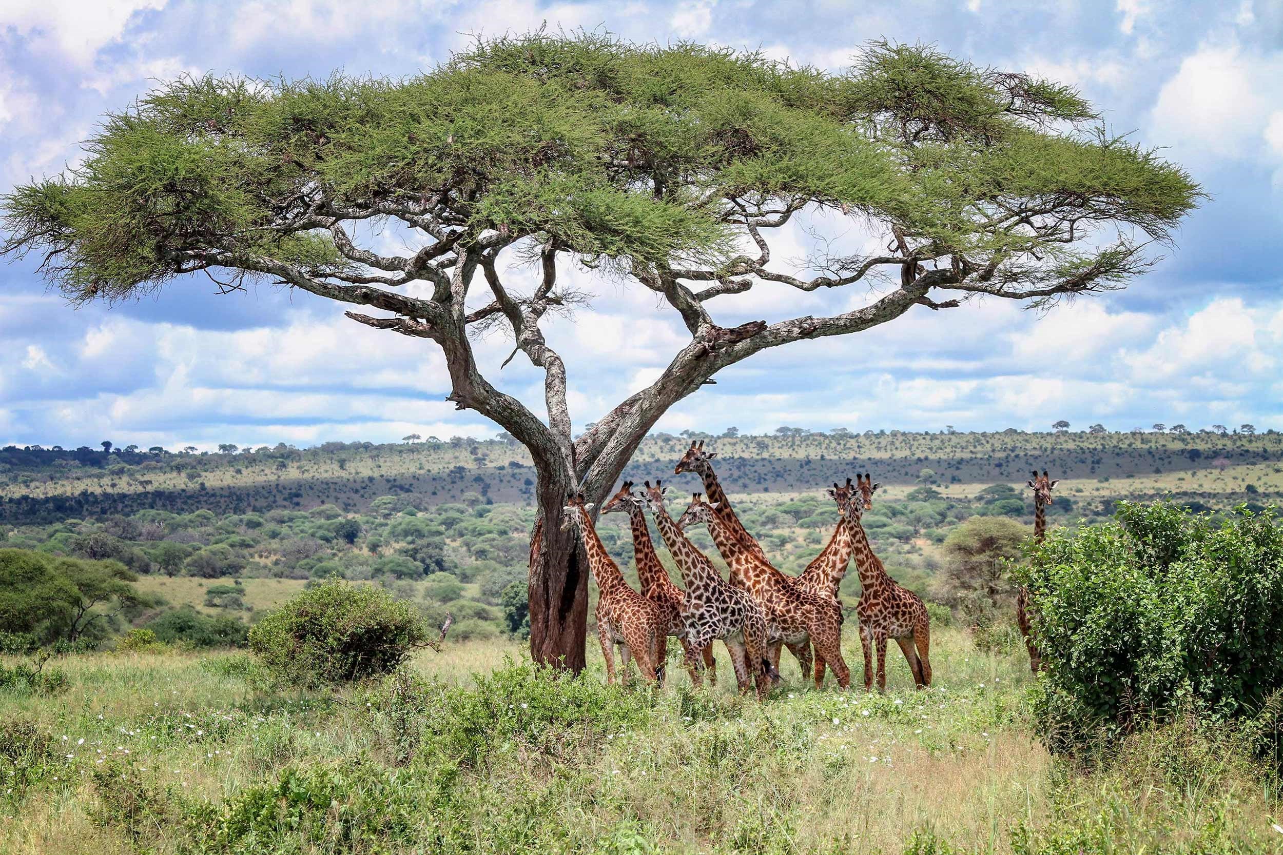 African Safari Adventure Guided Tour