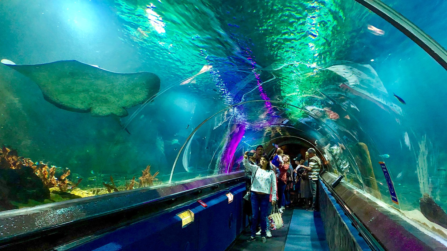 Auckland Sea Life Kelly Tarlton's Aquarium Entry Ticket with Digital