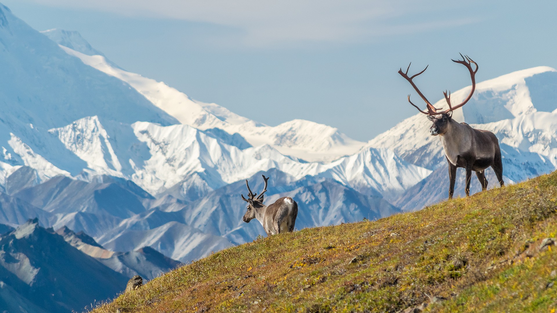 Alaska 2024 & 2025 Wilderness Tour with Prince William Sound Cruise