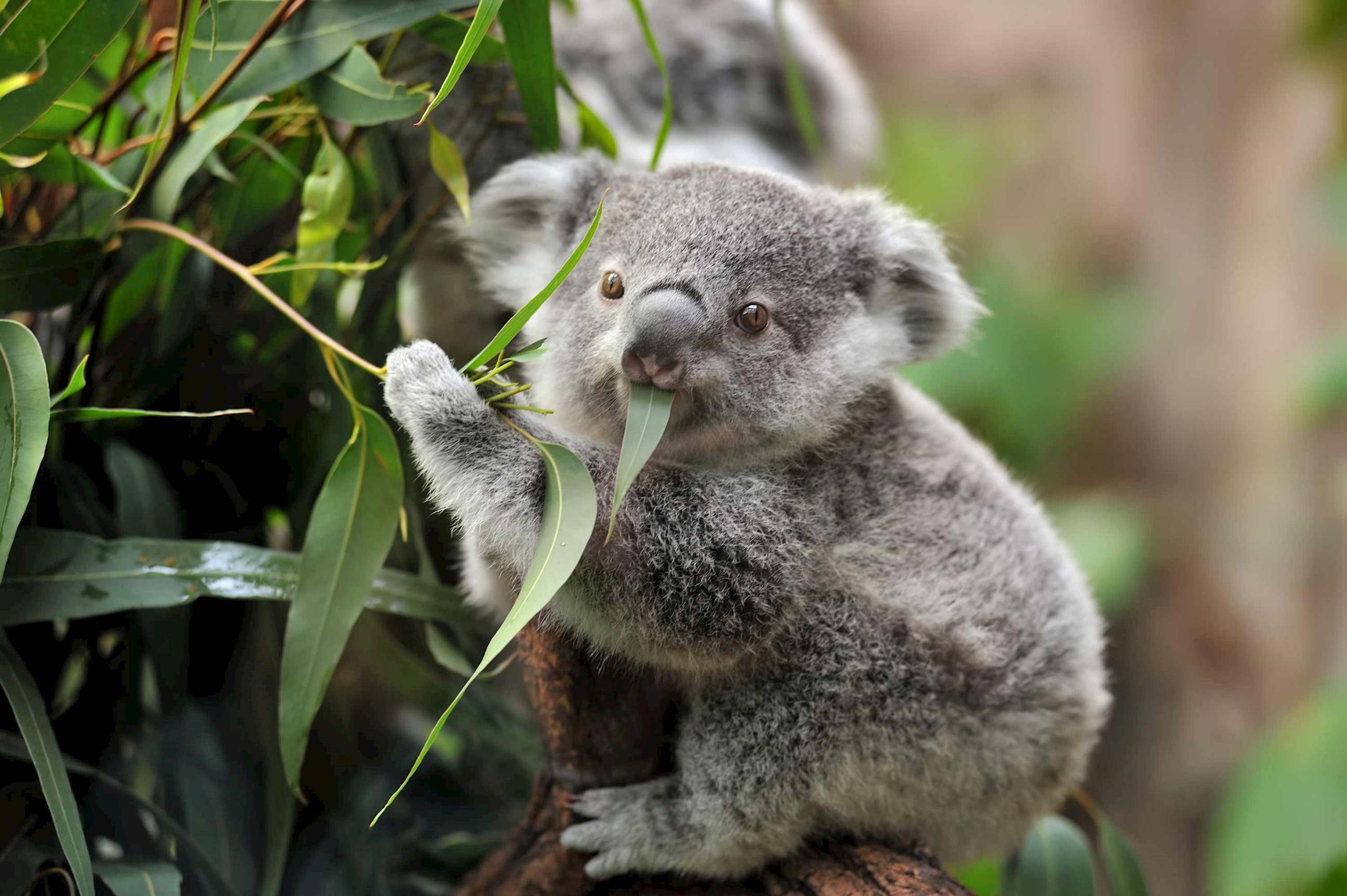 This adorable baby koala got *way* too excited and ran face-first