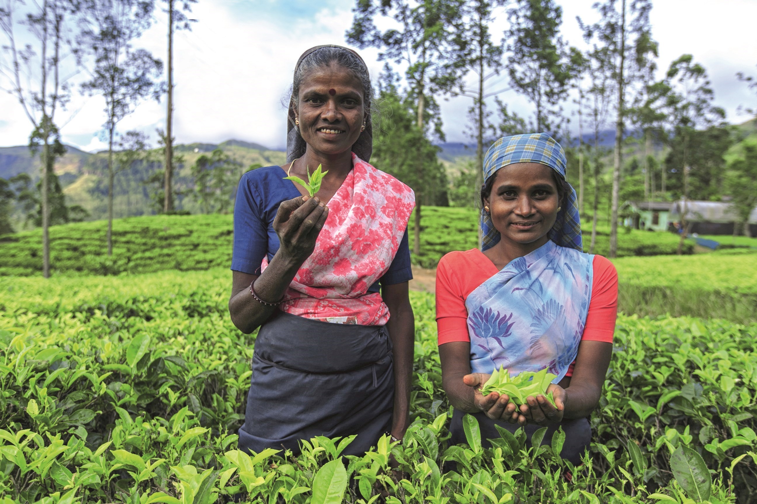 Classical Sri Lanka Guided Tour