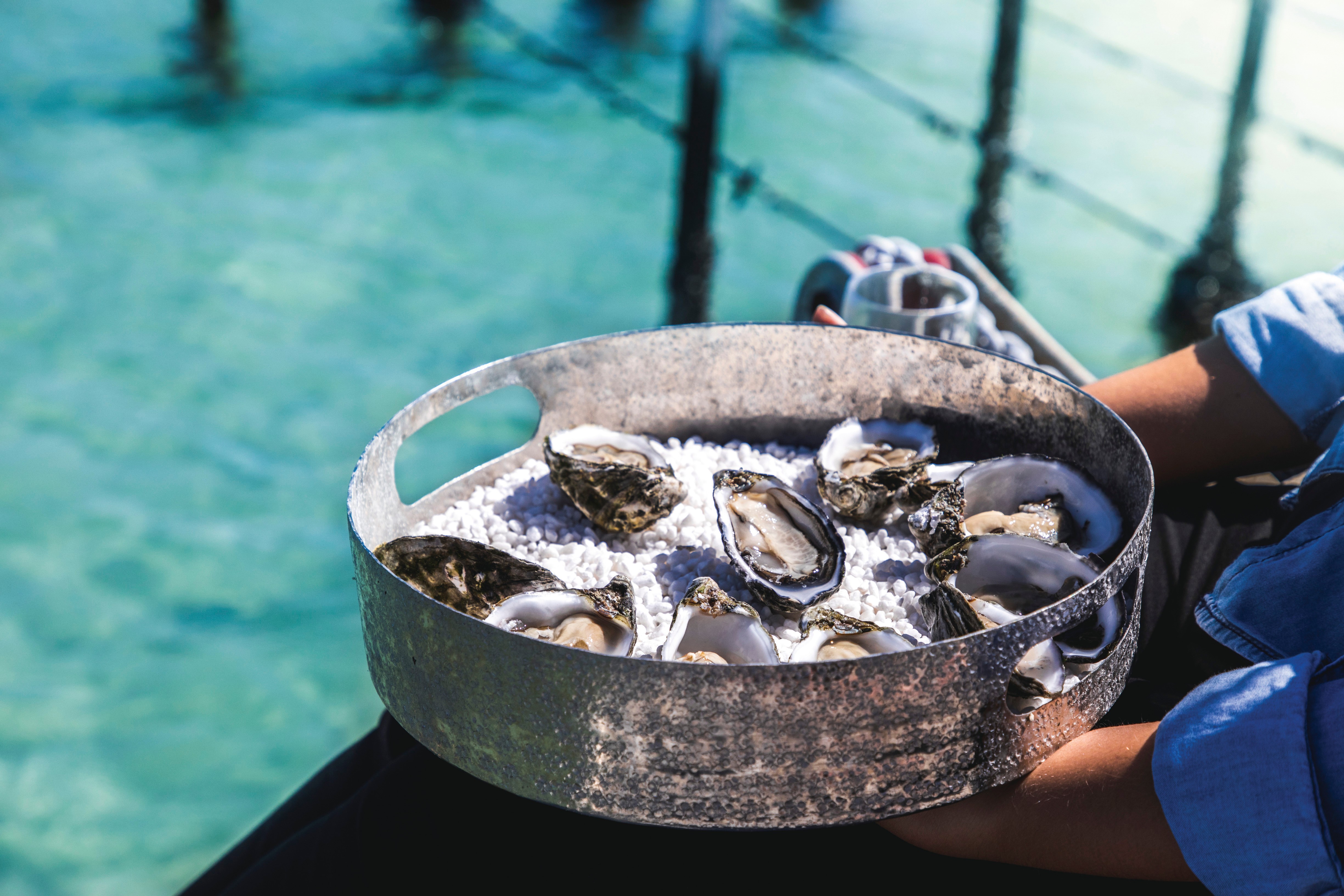 Oyster, Experience Coffin Bay (Image Credit: City of Port Lincoln)