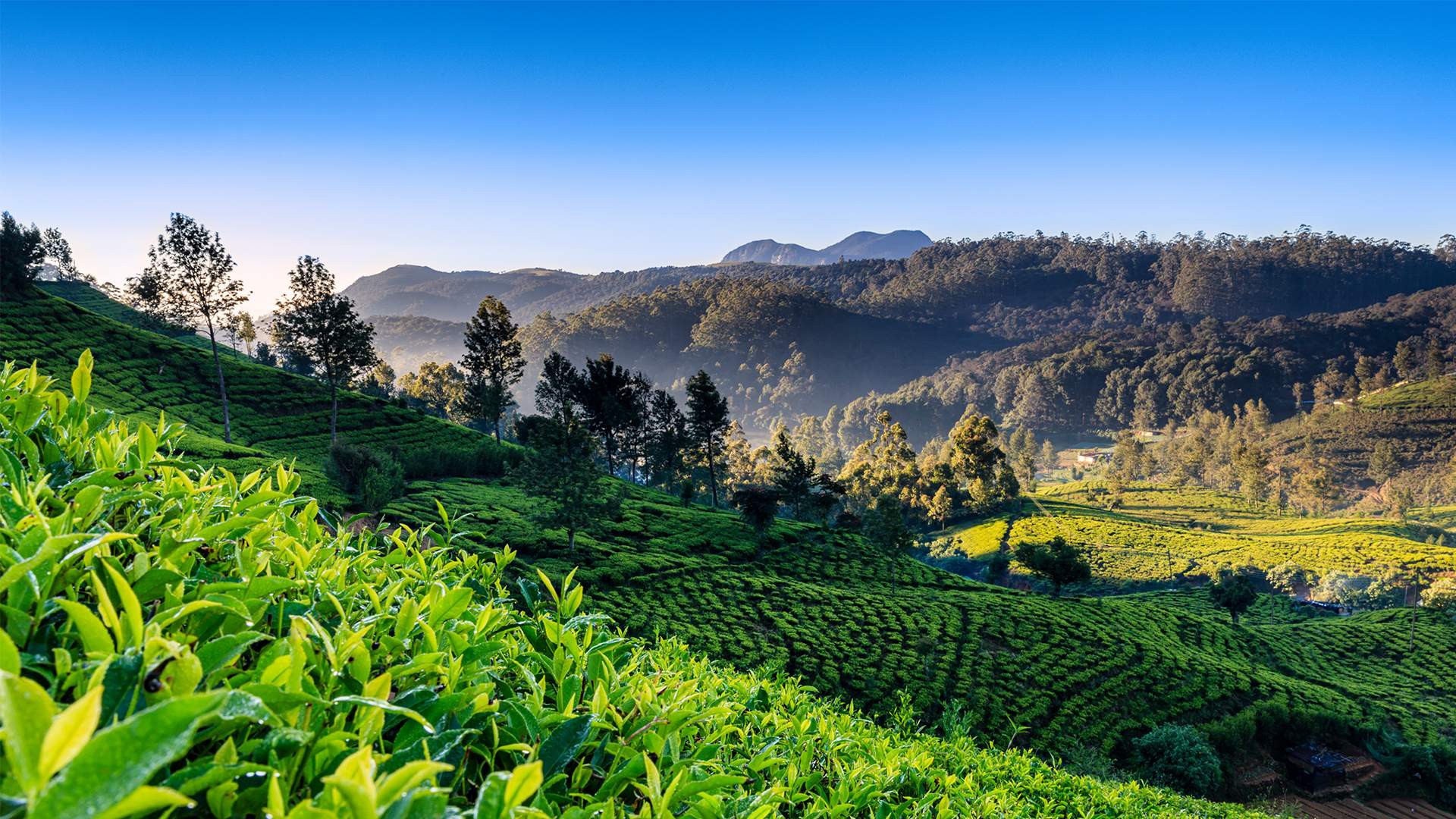 Tea Plantations, Nuwara Eliya