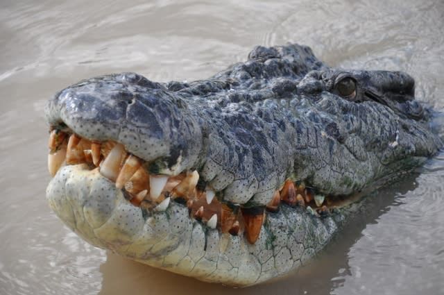 Jumping Crocodile Adventure Cruise with Lunch