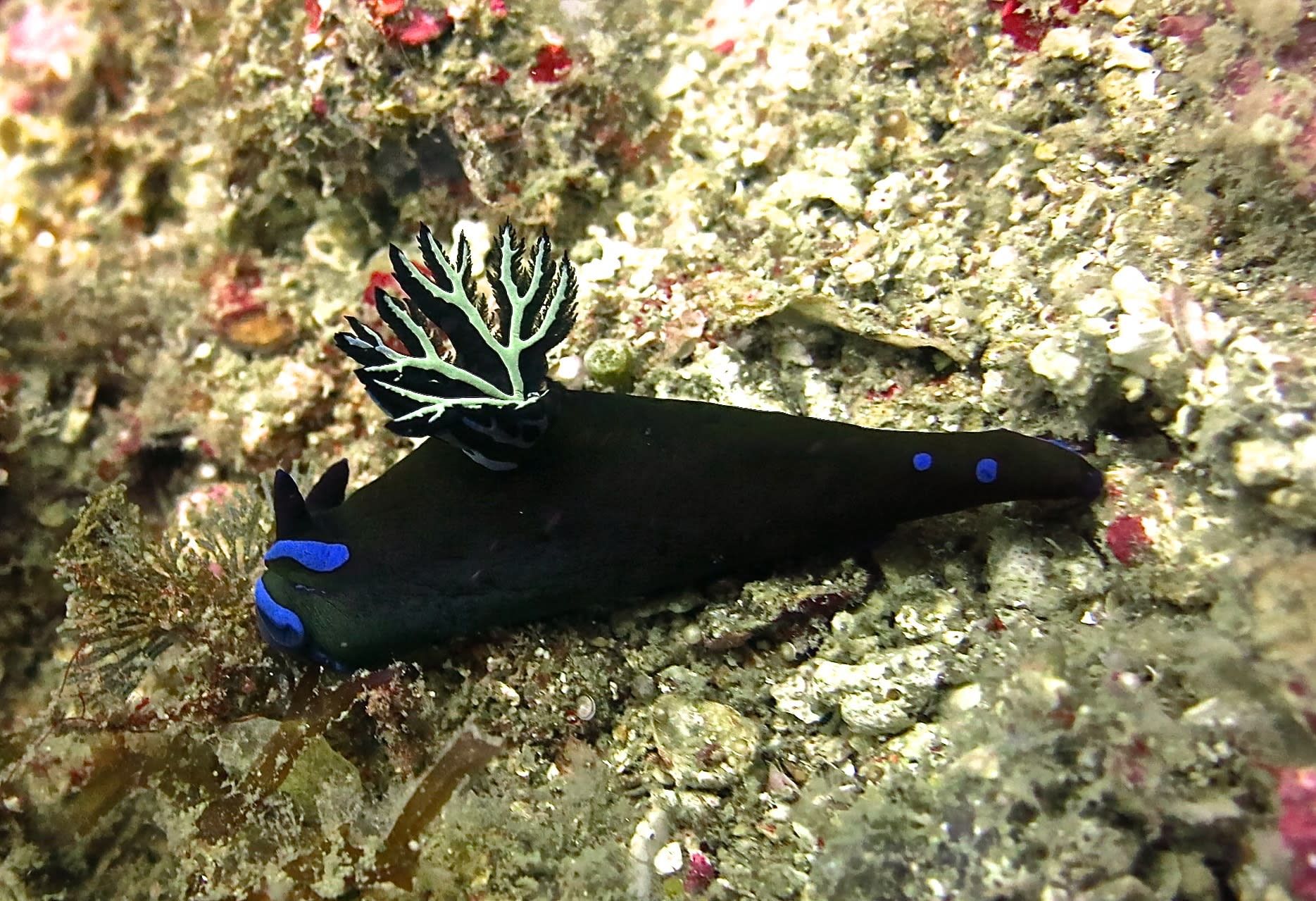 Gili Islands Full Day Diving with PADI 5* Dive Center 7
