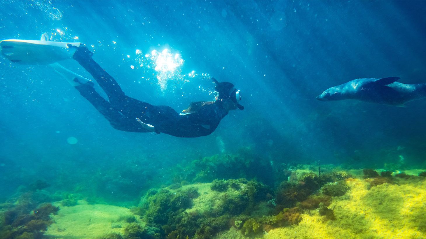 Two-Hour Dolphins, Seals and Coastal Snorkelling Tour
