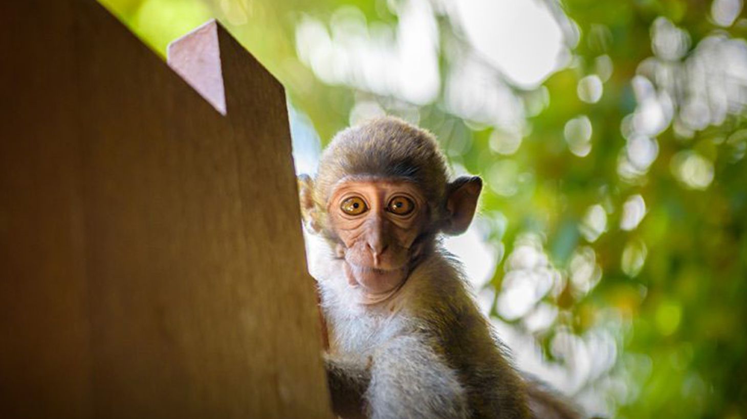 Early Bird Full-Day Krabi Highlights Speedboat Tour with Lunch, Snorkelling Gear & Return Hotel Transfers 6