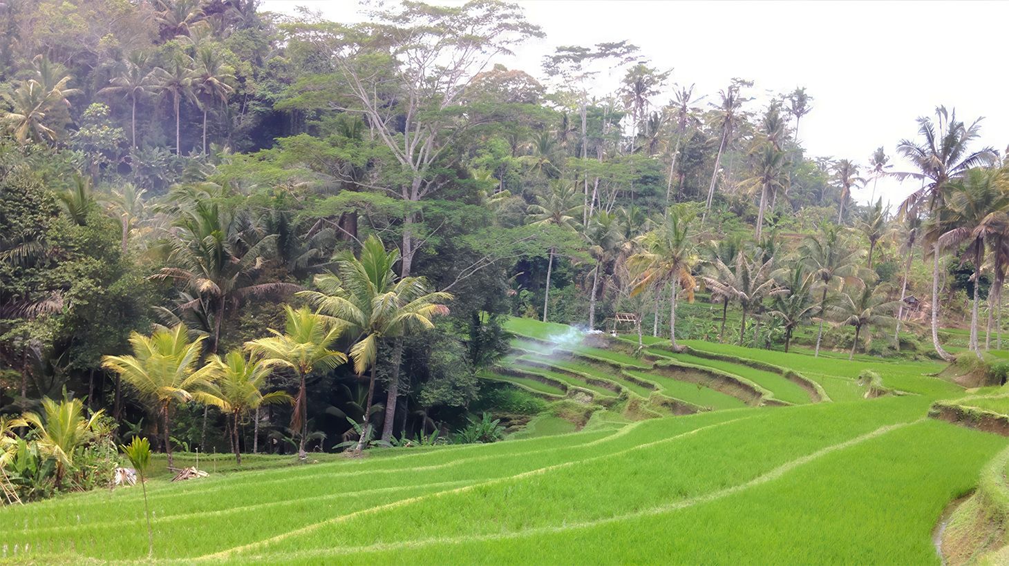 Full-Day Private Guided Bali Highlights Tour with Lunch & Return Transfers