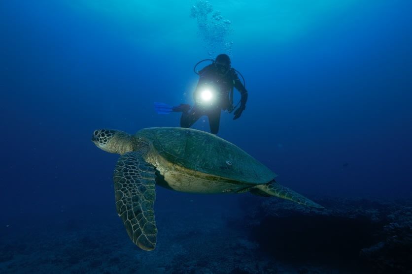 Night Dive Experience in Oahu