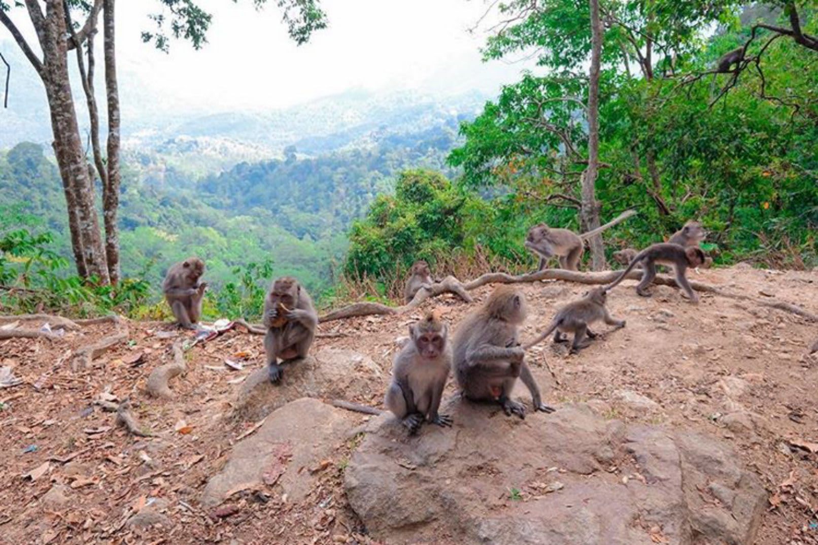 Lombok Waterfalls and Monkey Forest Private Day Tour 4