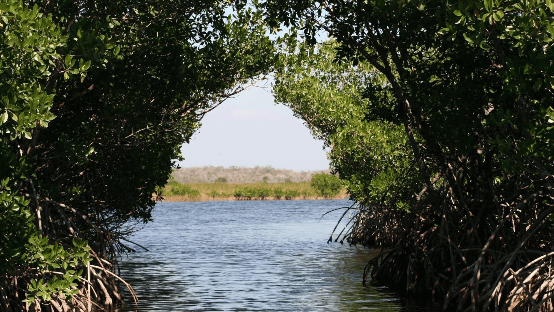 Langkawi Mangrove Tour 3