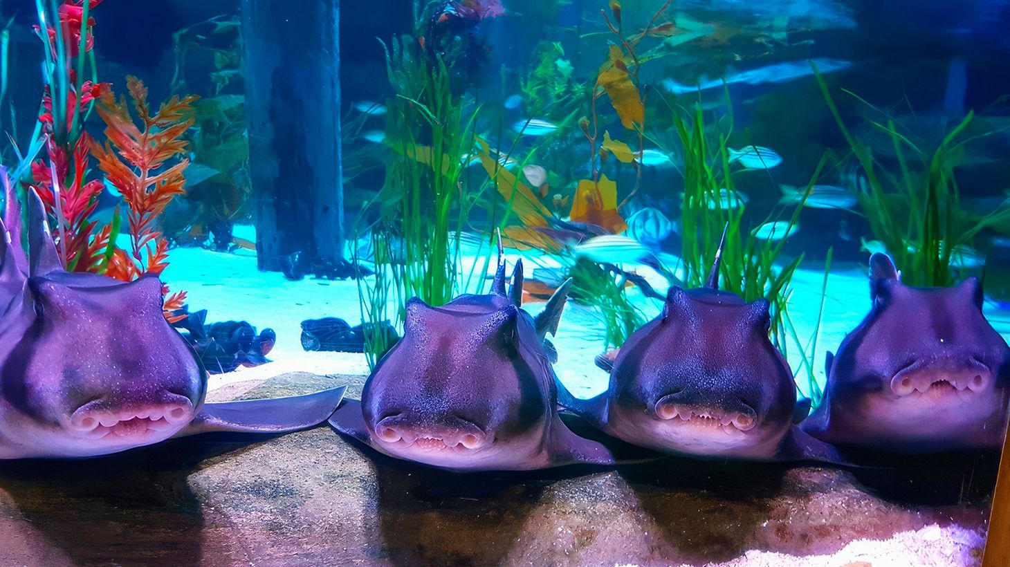SEA LIFE Melbourne Aquarium Entry Ticket with Digital Photo Pass 5