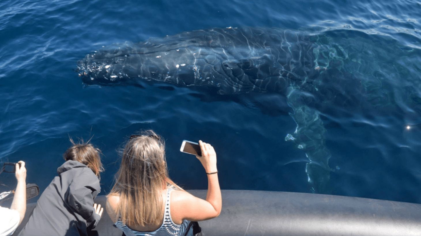 Two-Hour Whale Watching Cruise from Circular Quay 7