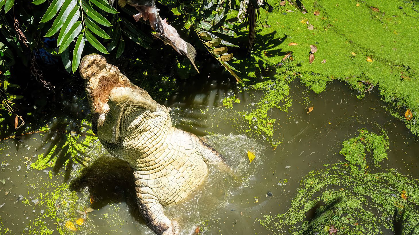 Exhilarating Saltwater Crocodile Feeding Experience at Wildlife Habitat 5