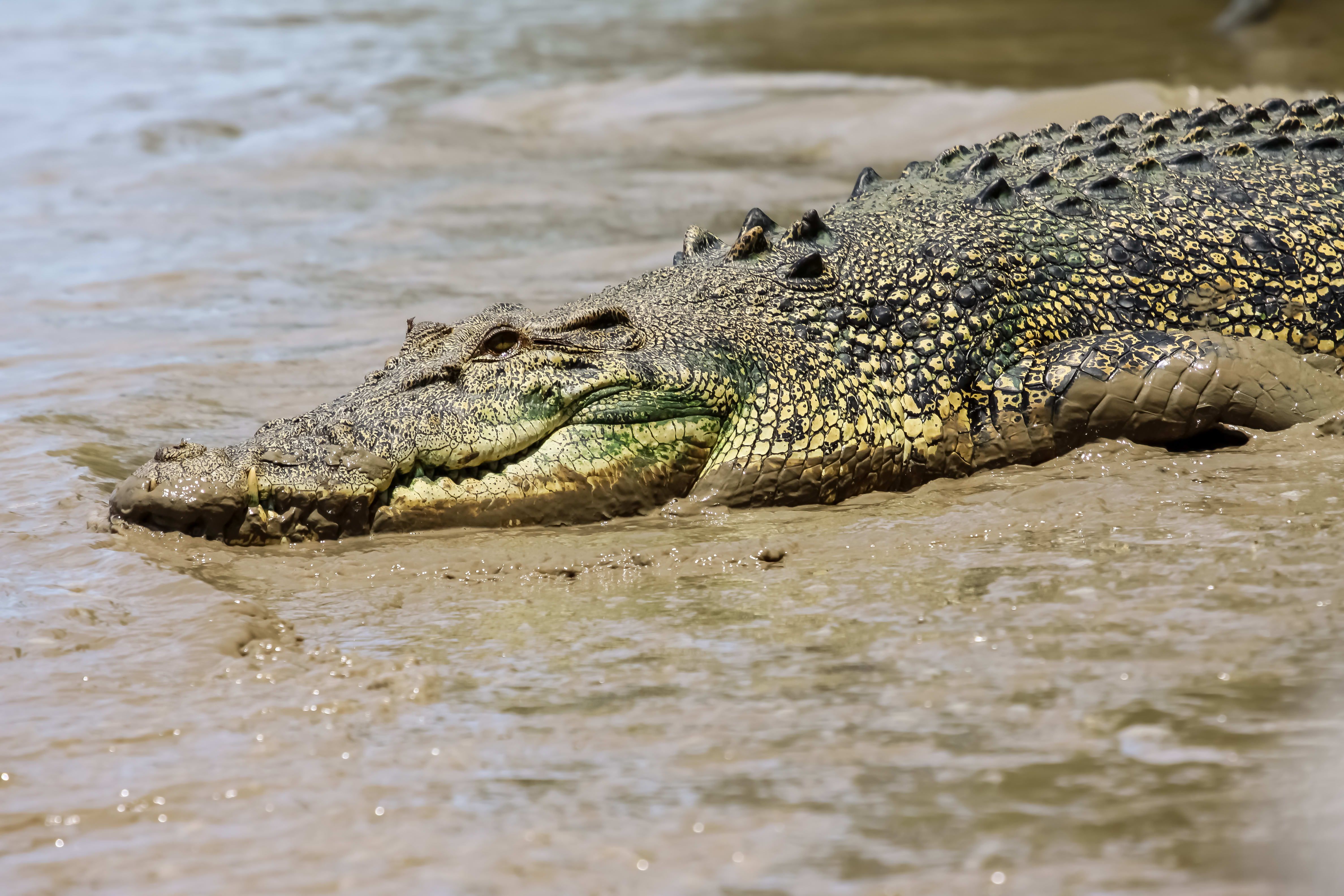 Adelaide River Jumping Croc Cruise Half Day Tour