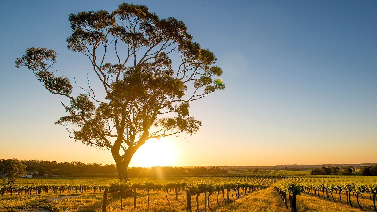 Interactive Mystery Picnic Experience for Two in Barossa Valley
