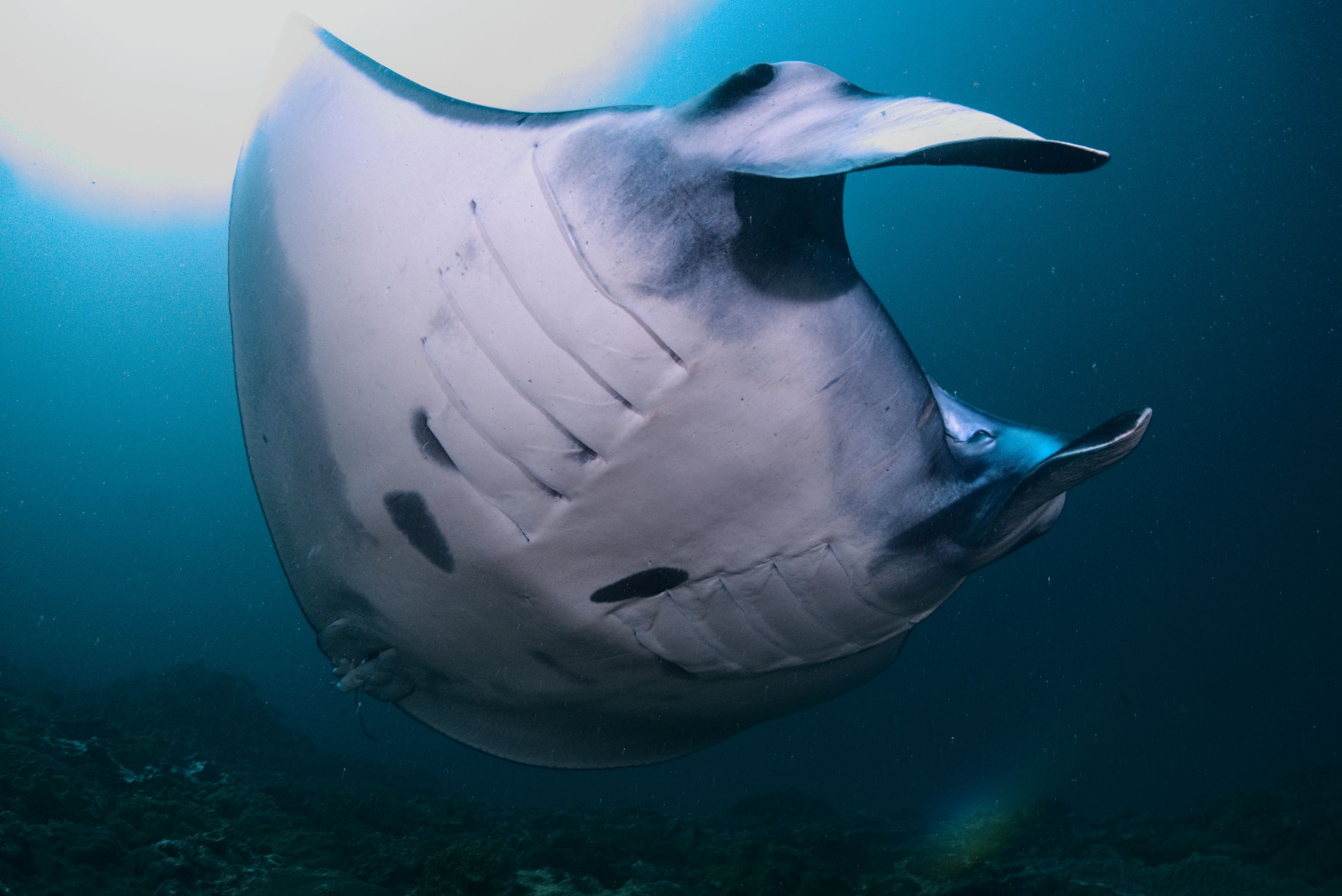 Fun Diving Experience in Nusa Penida with Karma Diving 3
