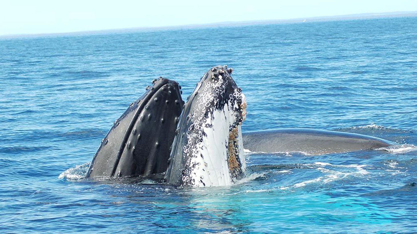 Experience a Magical Encounter on an Two-Hour Whale Watching Experience in Geographe Bay 2