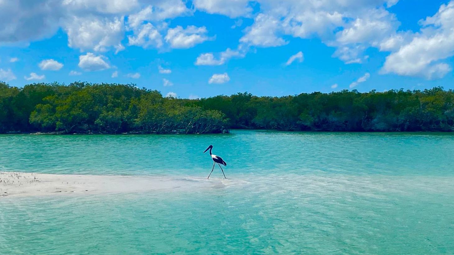 Four-Hour Eco Cruise with Sparkling Wine, Gourmet Platters & Return Transfers 7